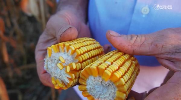 Colheita do milho passa de 60% em Mato Grosso; algodão ainda no começo