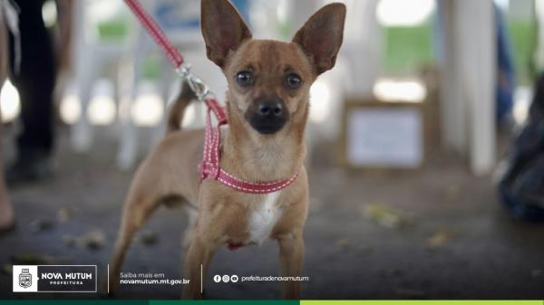 Nova Mutum realiza 2º Dia D da Campanha de Vacinação Antirrábica neste sábado
