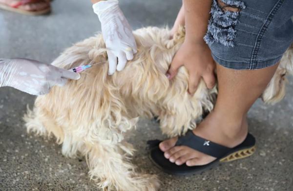 Na Zona Leste, Dia D resultou em mais de 2,7 mil pets vacinados